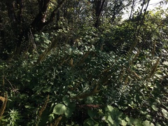 Artemisia suksdorfii