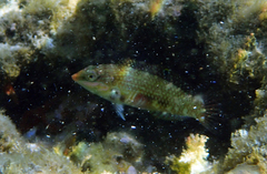 Halichoeres margaritaceus