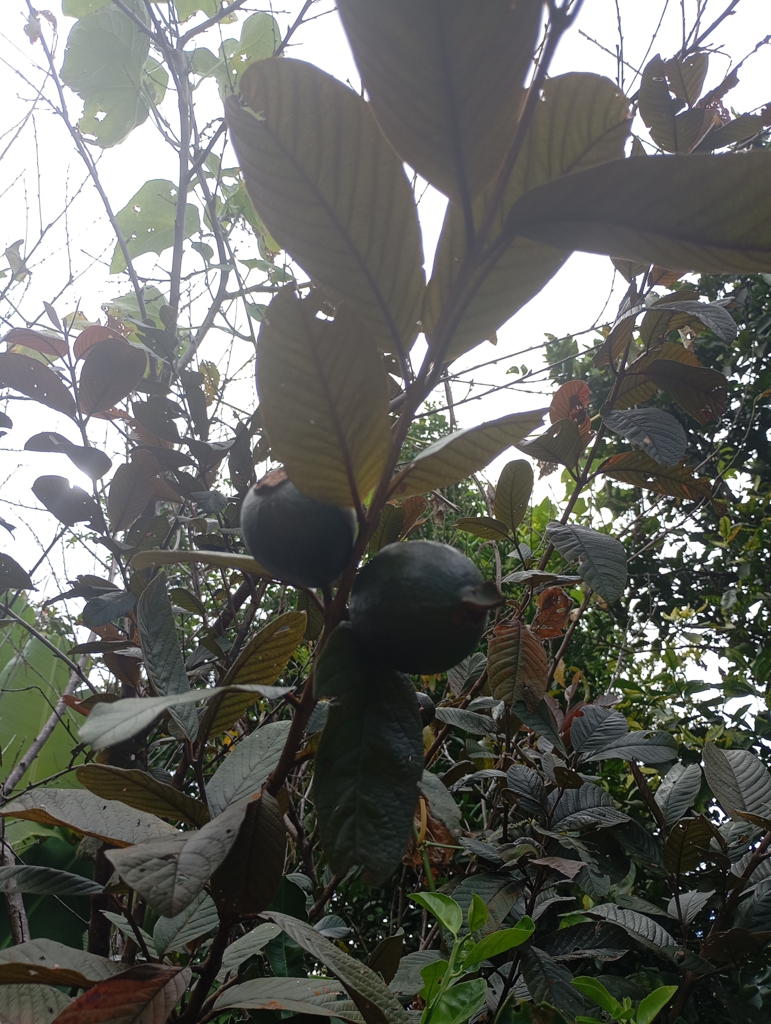 Psidium guajava