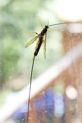 Megarhyssa nortoni