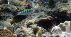 Ctenochaetus striatus