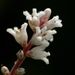 Leucopogon affinis - Photo (c) Alan Melville, μερικά δικαιώματα διατηρούνται (CC BY-NC-ND)