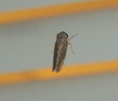 Chlorotettix necopinus