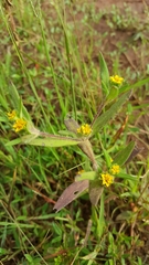 Melampodium sericeum