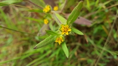 Melampodium sericeum