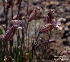 Silene sargentii