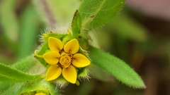 Melampodium sericeum