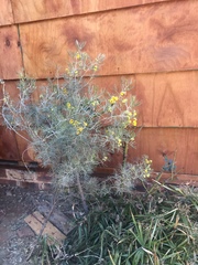 Senna artemisioides artemisioides