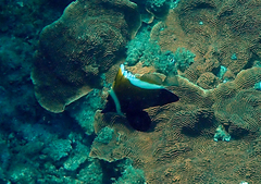 Heniochus varius