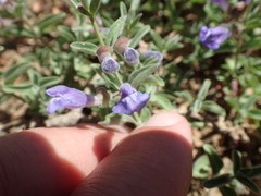Scutellaria antirrhinoides