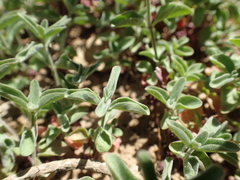 Scutellaria antirrhinoides