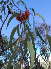 Eucalyptus caesia
