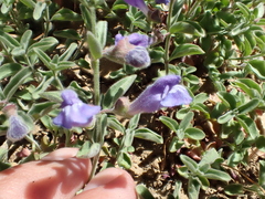 Scutellaria antirrhinoides