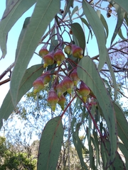 Eucalyptus caesia