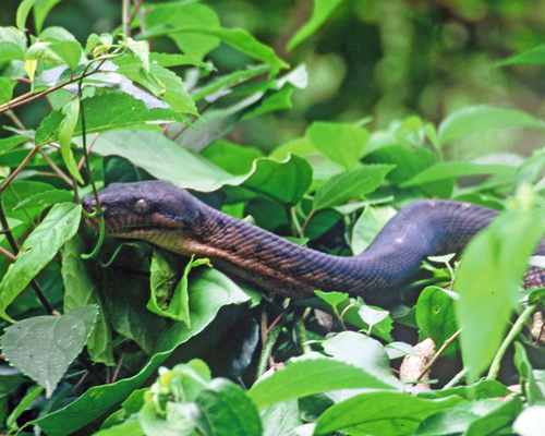Australian Scrub Python sighting