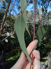 Eucalyptus caesia