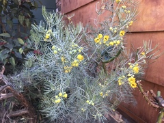 Senna artemisioides artemisioides