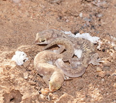 Rhynchoedura