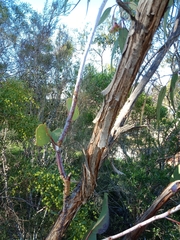 Eucalyptus caesia