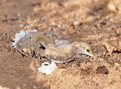 Rhynchoedura