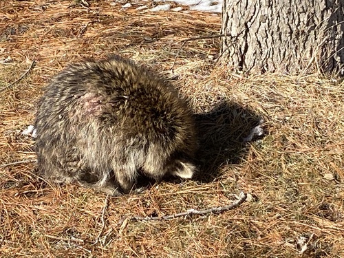 Scabies Mite photo 4