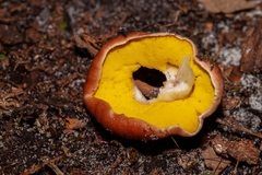 Aureoboletus auriporus