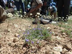 Scutellaria antirrhinoides