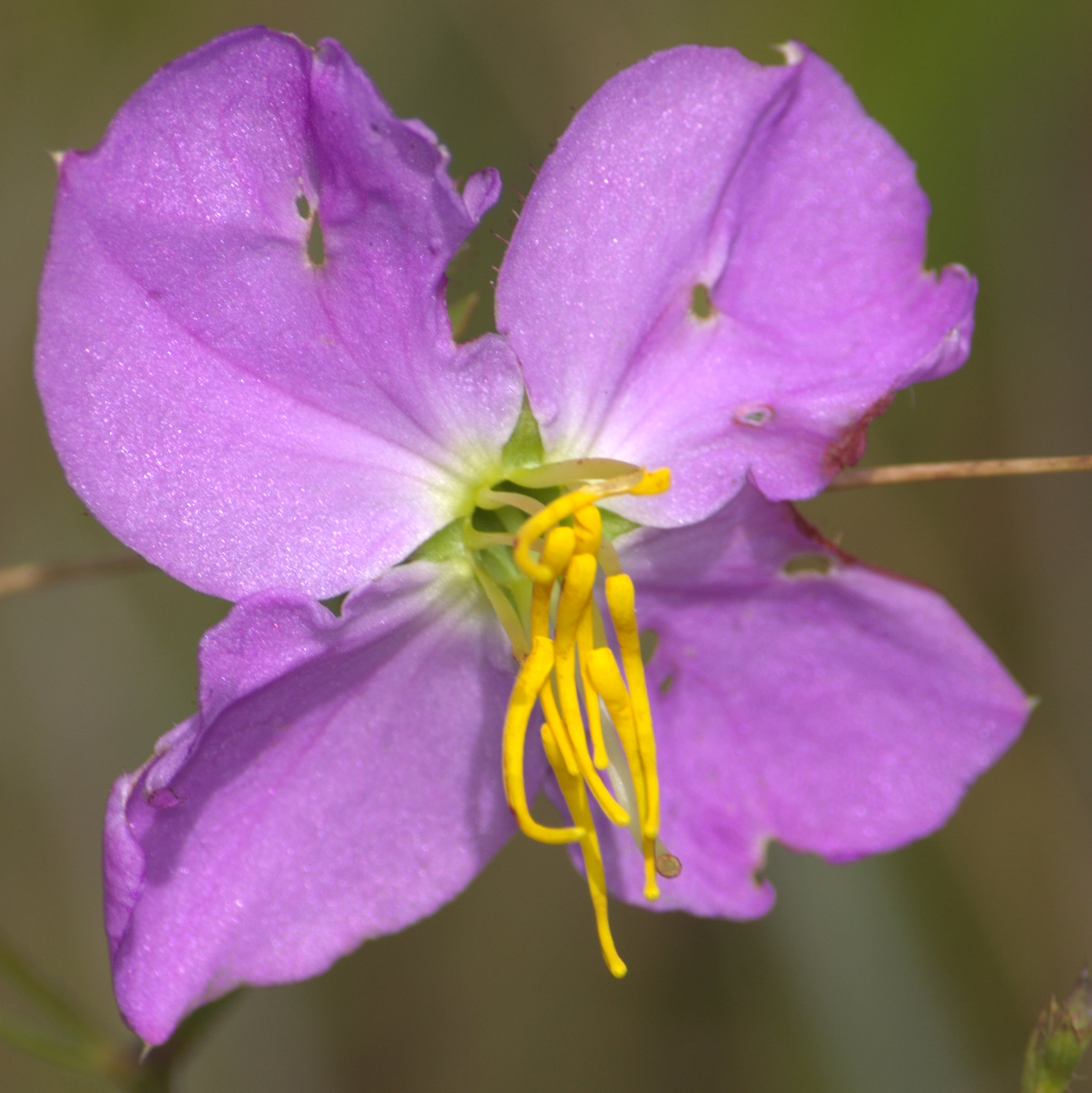 Rhexia aristosa