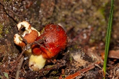 Aureoboletus auriporus