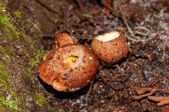 Aureoboletus auriporus