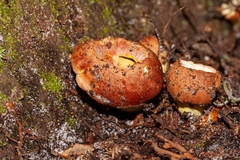 Aureoboletus auriporus