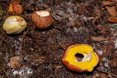 Aureoboletus auriporus