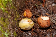 Aureoboletus auriporus