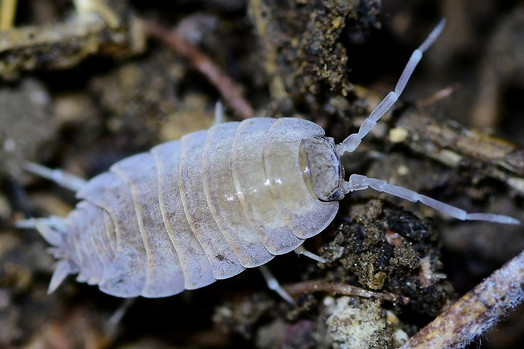 Porcellionides myrmecophilus