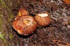 Aureoboletus auriporus