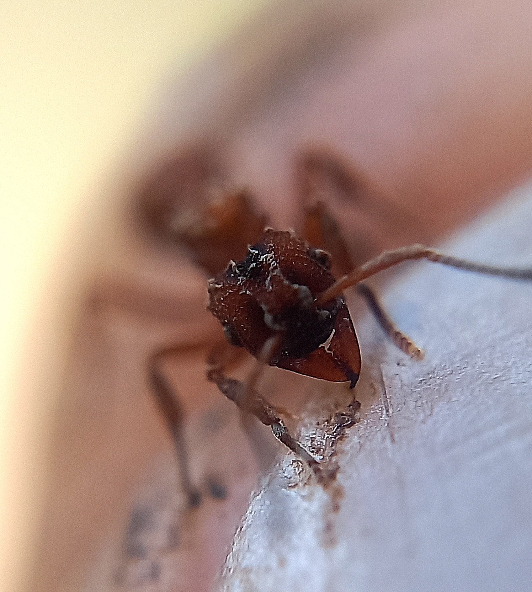 Mycetarotes carinatus