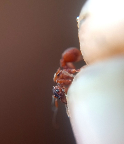 Mycetarotes carinatusMycetarotes carinatus