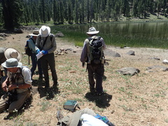 Scutellaria antirrhinoides