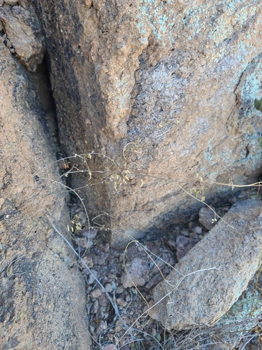 Image of Nissolia schottii by no rights reserved