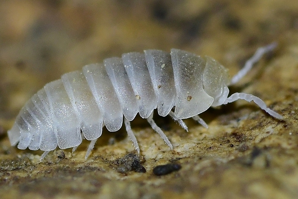 Alloschizidium pruvoti
