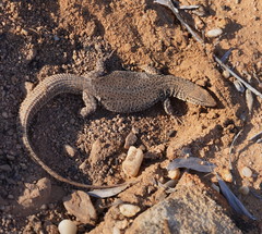 Varanus storri