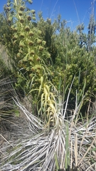 Argyroxiphium kauense