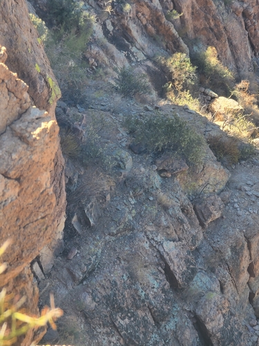 Image of Vauquelinia californica by no rights reserved
