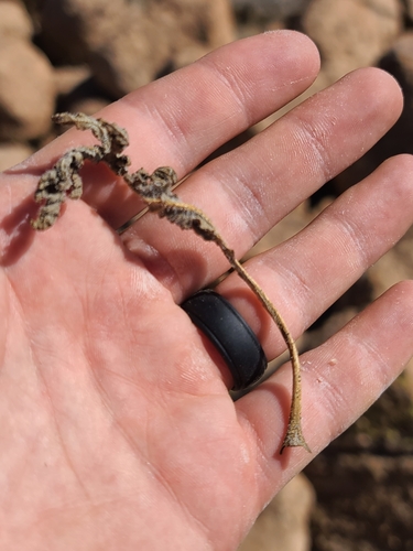 Image of Hedosyne ambrosiifolia by no rights reserved