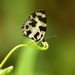 Angled Pierrot - Photo (c) sandeep75, some rights reserved (CC BY-NC), uploaded by sandeep75