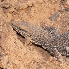 Varanus storri