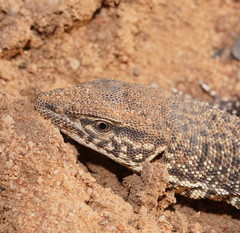 Varanus storri