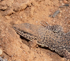 Varanus storri
