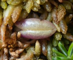 Pinguicula villosa