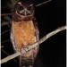 Tawny-browed Owl - Photo (c) Christian Artuso, some rights reserved (CC BY-NC-ND), uploaded by Christian Artuso